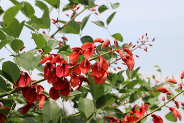 初夏の日本の公園に咲くアメリカデイゴの赤い花が青空に映える様子