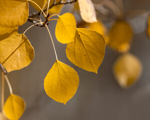 Obraz premium Close up shot of yellow Aspen leaves in autumn time