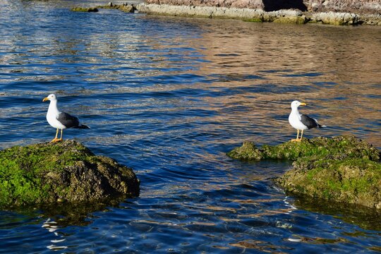 Gaviotas gemelas