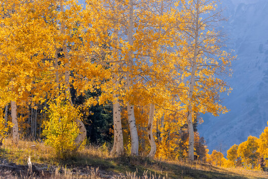 Brilliant color trees against mountain background during autumn time at Mt Nebo in Utah