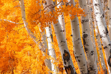 Close up shot of Aspen trees with golden fall foliage