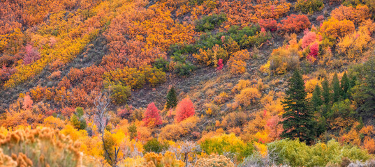 Brilliant fall foliage in peak autumn time at Provo Canyon in Utah
