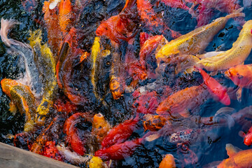 Obraz na płótnie Canvas red orange fish