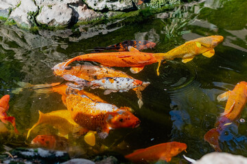 fish in aquarium