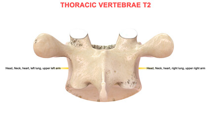 In humans, there are twelve thoracic vertebrae and they are intermediate in size between the cervical and lumbar vertebrae