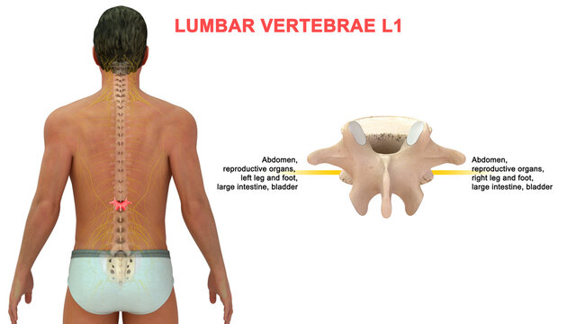 The lumbar spine contains 5 vertebrae, labeled L1 to L5, which progressively increase in size going down the lower back. The vertebrae are connected with joints at the back to enable bending .