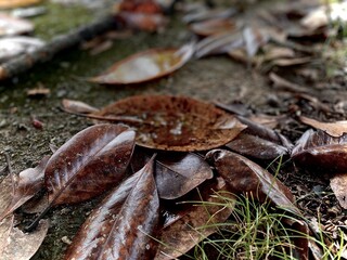 leaf on the ground after rainy morning 