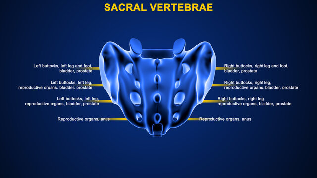 The sacrum, sometimes called the sacral vertebra or sacral spine (S1), is a large, flat triangular shaped bone nested between the hip bones and positioned below the last lumbar vertebra (L5)