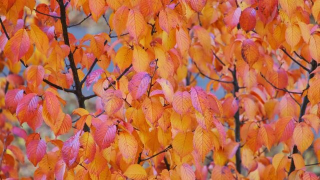 Autumn leaves of Elm rough (Ulmus glabra) in wind. Seasonal golden brown leaves as video motion background.