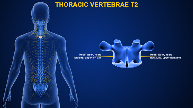 The thoracic spine has 12 nerve roots (T1 to T12) on each side of the spine that branch from the spinal cord and control motor and sensory signals mostly for the upper back, chest, and abdomen