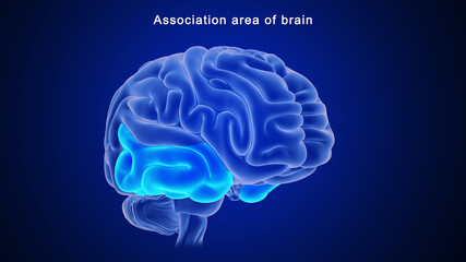 Association area of Brain