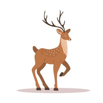 Elegant noble sika deer. Reindeer with antlers on white background. Ruminant mammal animal. Vector illustration in flat cartoon style.