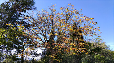 Grande vecchio albero in autunno