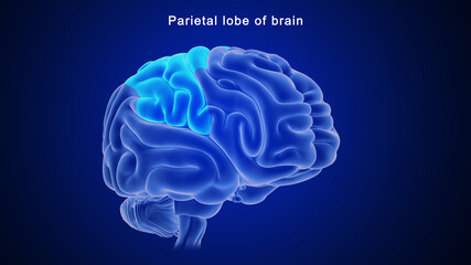 Parietal  Lobe  of Brain
