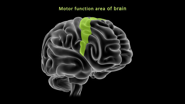 Motor area funtion of Brain