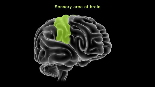 Sensory area of Brain