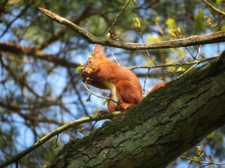 red squirrel eating on a tree