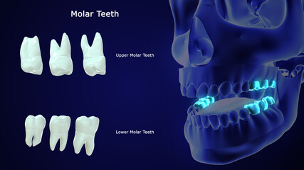 Molar Teeth