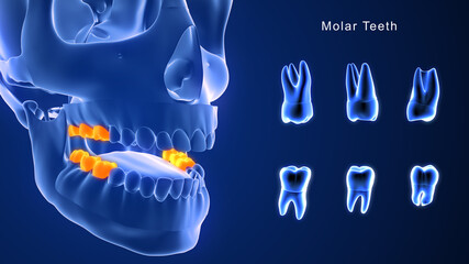 Molar Teeth