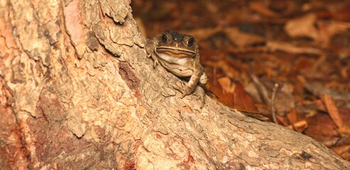 Asian Toad on The Tree with Rain Forest