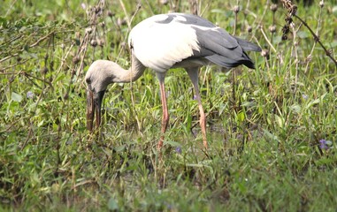 Asian Openbill with Rain Forest