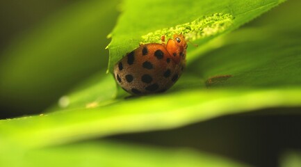 Appetite of Ladybird Beetle (Epilachnini) on The Leaves