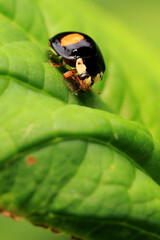 Appetite of Ladybug (Harmonia Axyridis) on The Leaves