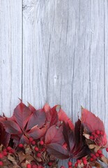 Naklejka na ściany i meble red autumn leaves