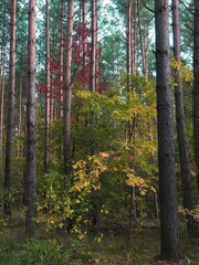 Kolorowe jesienne liście oraz las