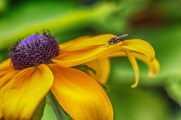fly on flower