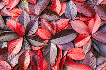 Czerwono karmazynowy szczegół, tekstura naturalnych barwnych jesiennych liści w parku. - obrazy, fototapety, plakaty