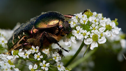 macro photo of a Protaetia cuprea