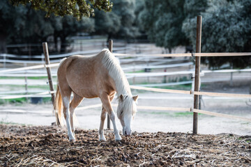 a white horse near the fence in an organic farm surrounded by a fence and trees
