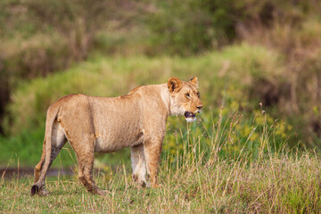 Young lions of the Marsh Pride relax in the grass of the Masai Mara, Kenya