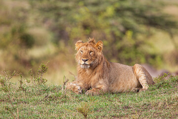 Fototapeta na wymiar Young lions of the Marsh Pride relax in the grass of the Masai Mara, Kenya