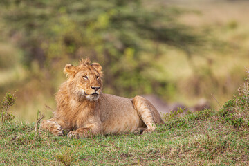 Young lions of the Marsh Pride relax in the grass of the Masai Mara, Kenya