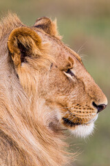 Young lions of the Marsh Pride relax in the grass of the Masai Mara, Kenya