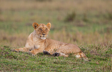 Fototapeta na wymiar Young lions of the Marsh Pride relax in the grass of the Masai Mara, Kenya