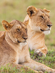 Young cubs of the Marsh Pride play around with the adult lions watching in the grass of the Masai Mara, Kenya