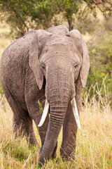 Fototapeta na wymiar Elephant grazing on the open savannah of the Masai Mara, Kenya