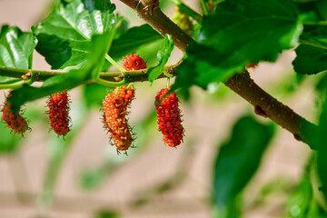 fresh ripe and raw mulberry fruit on tree branch