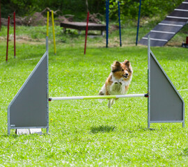 Dog having fun on agility course