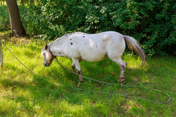 Ponies in the pasture. Background with copy space for text or inscriptions.