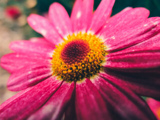 pink daisy flower