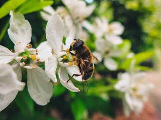 bee on a flower