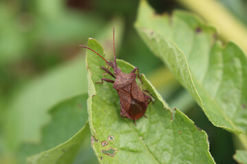  Dock bug insect on a greenr plant on summer. Coreus marginatus 