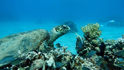 Sea turtles . Great Reef Turtle .Bissa.
