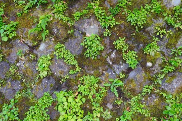 石積み擁壁の植物