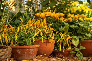 Fototapeta na wymiar Ceramic flower pots with bright pepper and autumn flowers.