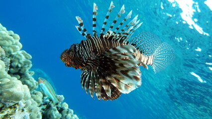 Lion Fish in the Red Sea.